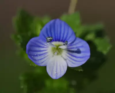 Veronica persica Poir.