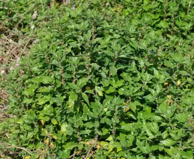 Parietaria judaica L.