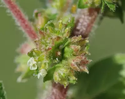 Parietaria judaica L.
