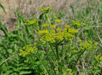 Pastinaca sativa L.