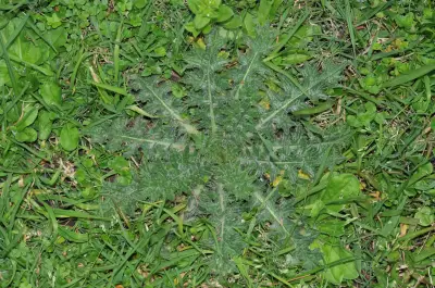 Cirsium vulgare (Savi) Ten.