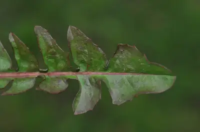 Cichorium intybus L.