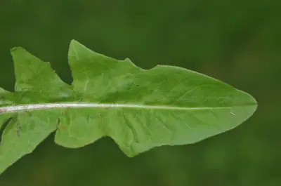 Cichorium intybus L.