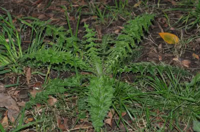 Carduus acanthoides L.