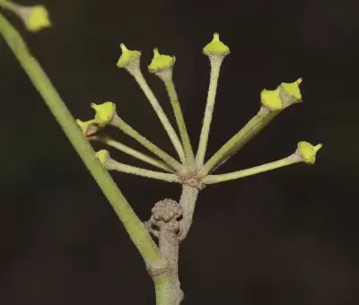 Hedera helix L.