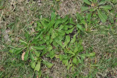 Cichorium intybus L.