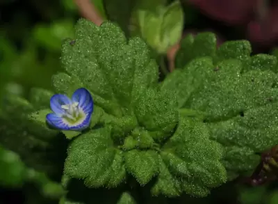 Veronica persica Poir.