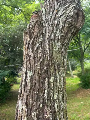 Vachellia caven (Molina) Seigler & Ebinger