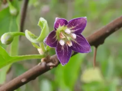 Vassobia breviflora (Sendtn.) Hunz.