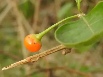 Vassobia breviflora (Sendtn.) Hunz.