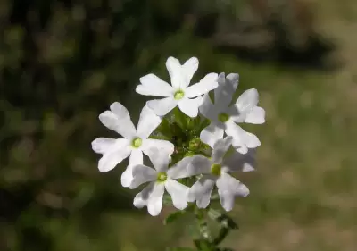 Glandularia thymoides (Cham.) N.O'Leary