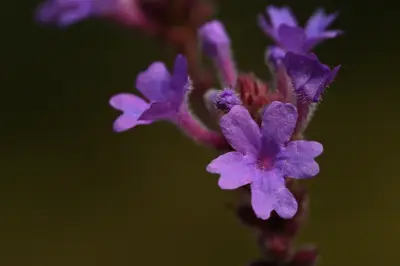 Verbena intermedia Gillies & Hook. ex Hook.