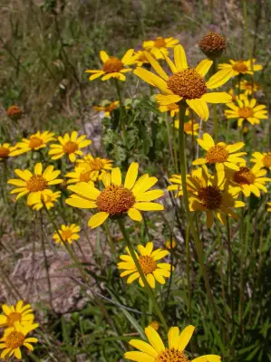 Aldama tuberosa (Griseb.) E.E.Schil. & Panero
