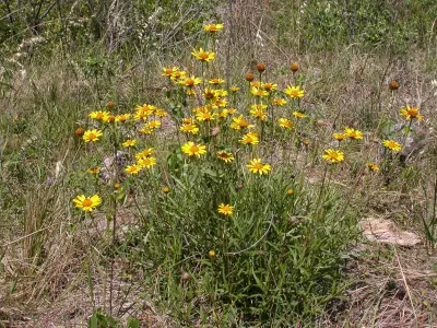 Aldama tuberosa (Griseb.) E.E.Schil. & Panero