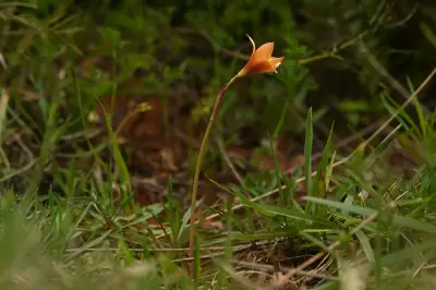Zephyranthes tubispatha (L'Hér.) Herb.