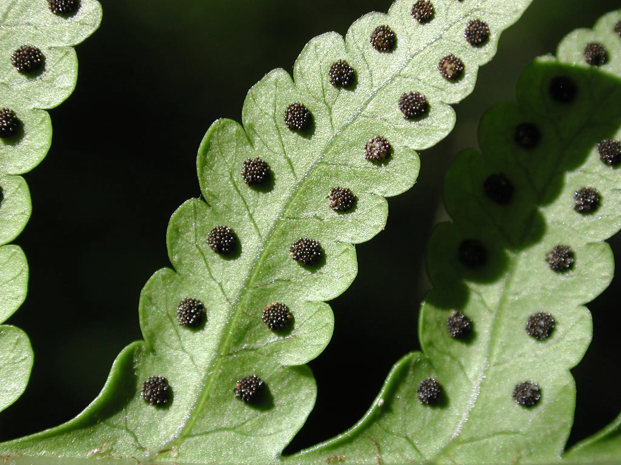 Megalastrum connexum (Kaulf.) A.R.Sm. & R.C.Moran
