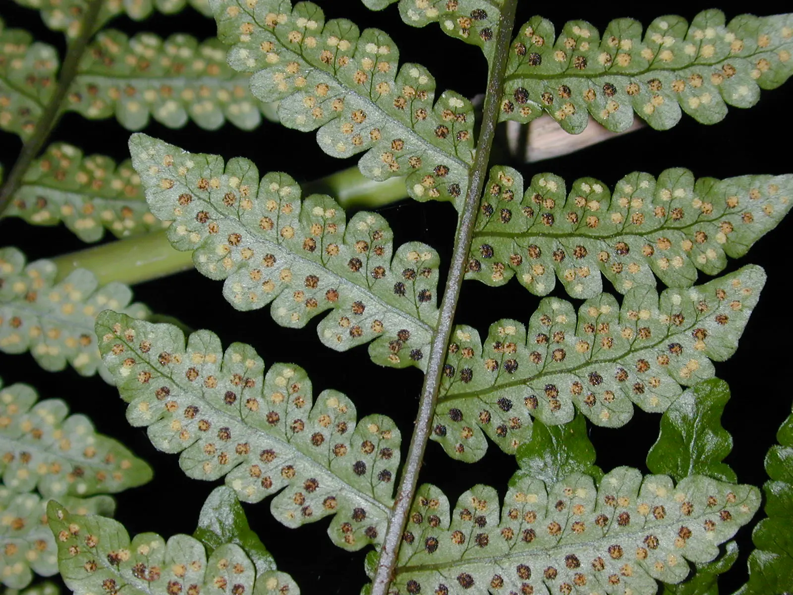 Megalastrum umbrinum (C.Chr.) A.R.Sm. & R.C.Moran