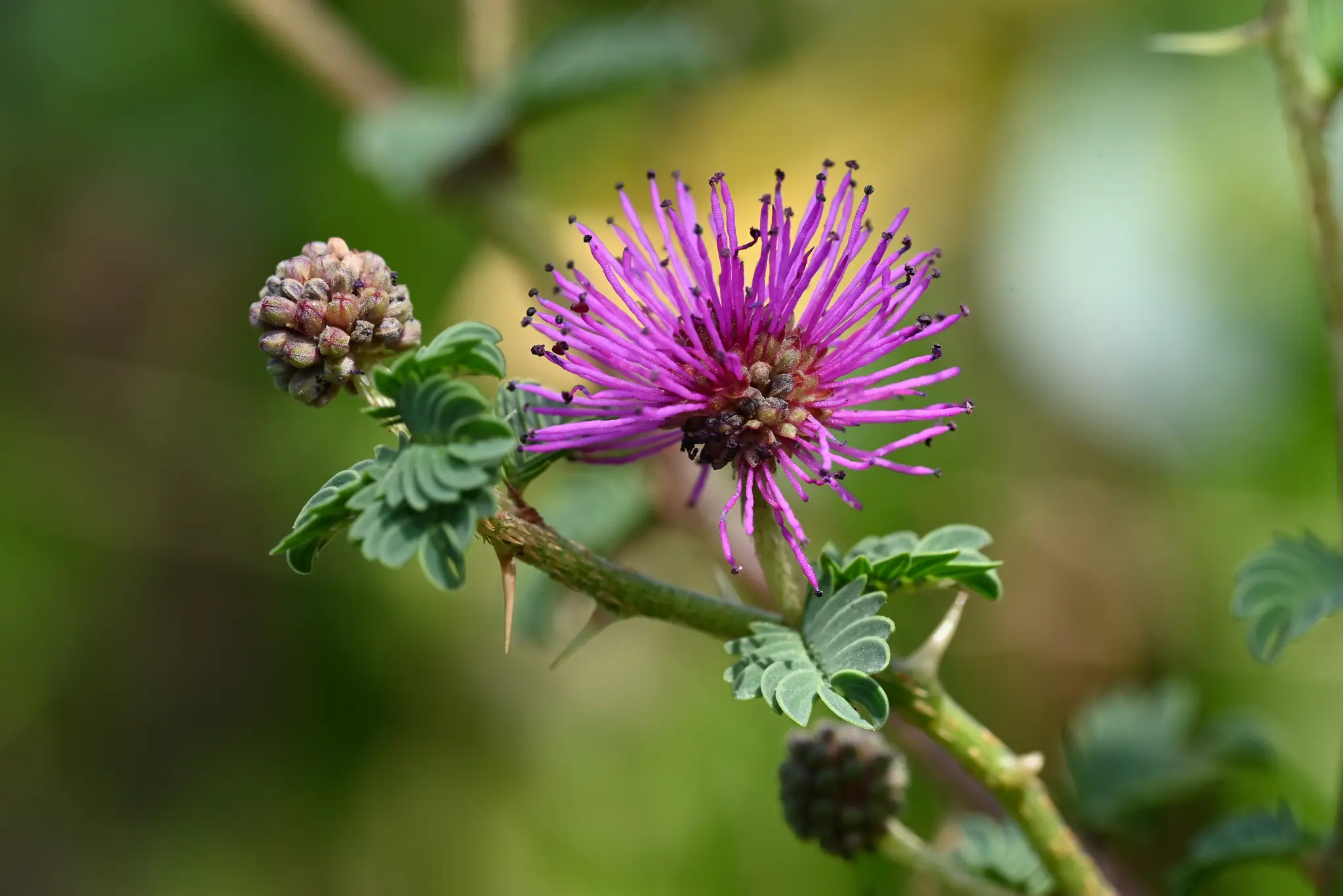 Mimosa australis Izag. & Beyhaut