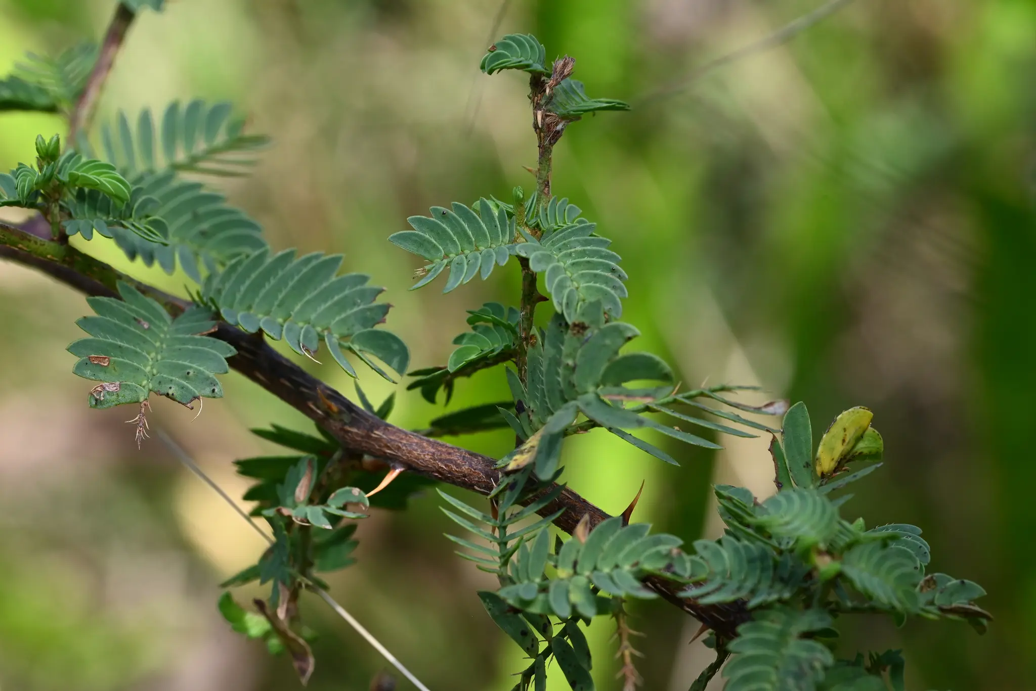 Mimosa australis Izag. & Beyhaut