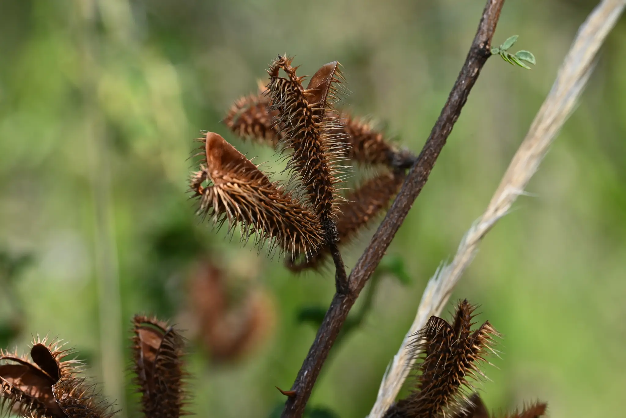 Mimosa australis Izag. & Beyhaut