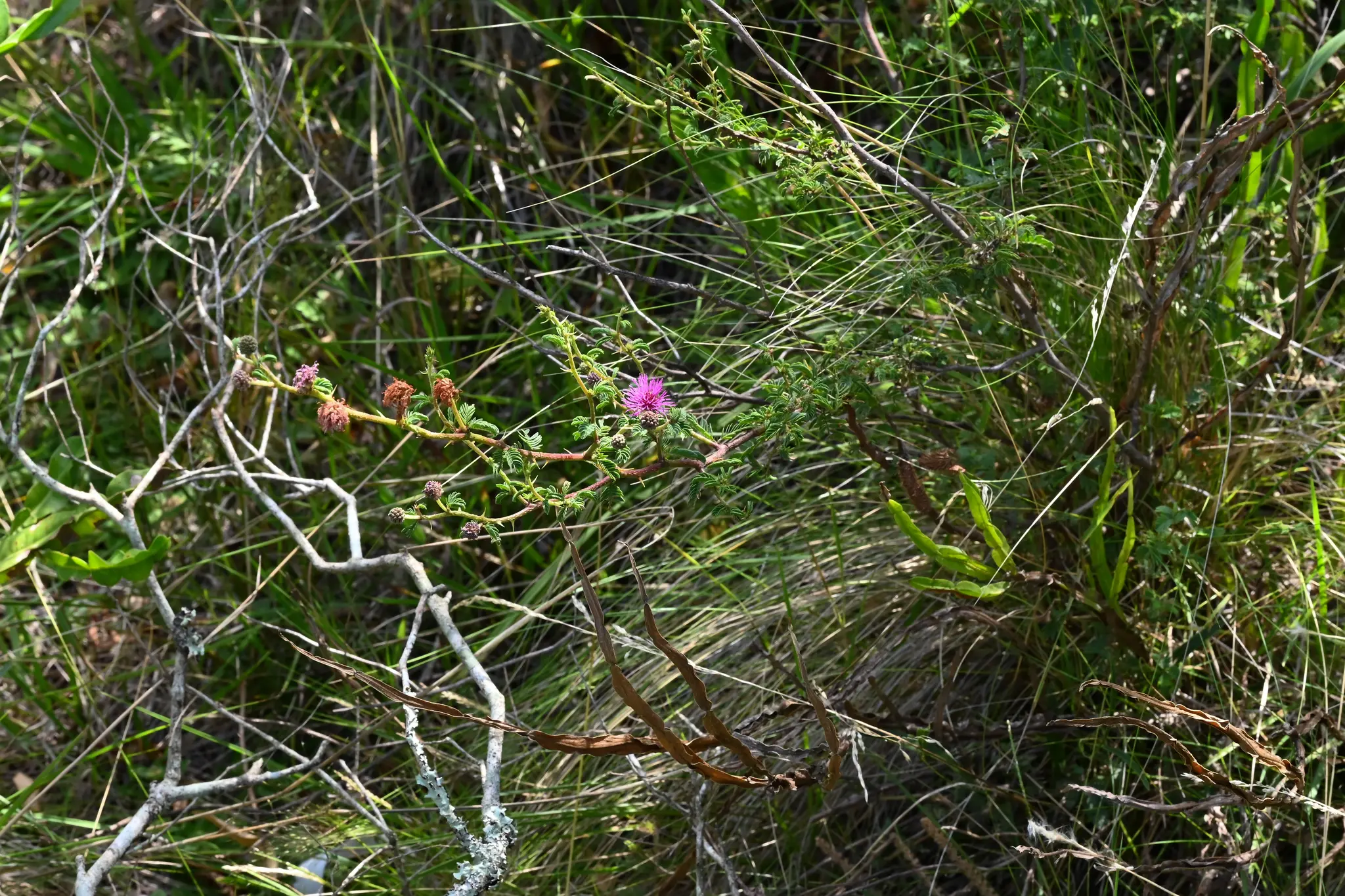 Mimosa australis Izag. & Beyhaut