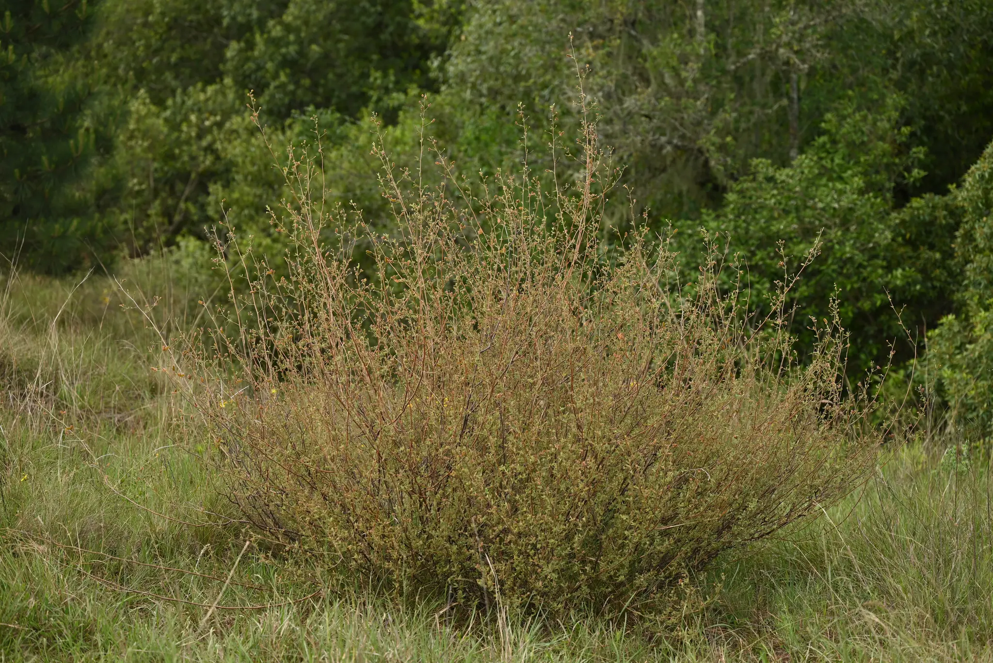 Mimosa berroi Burkart