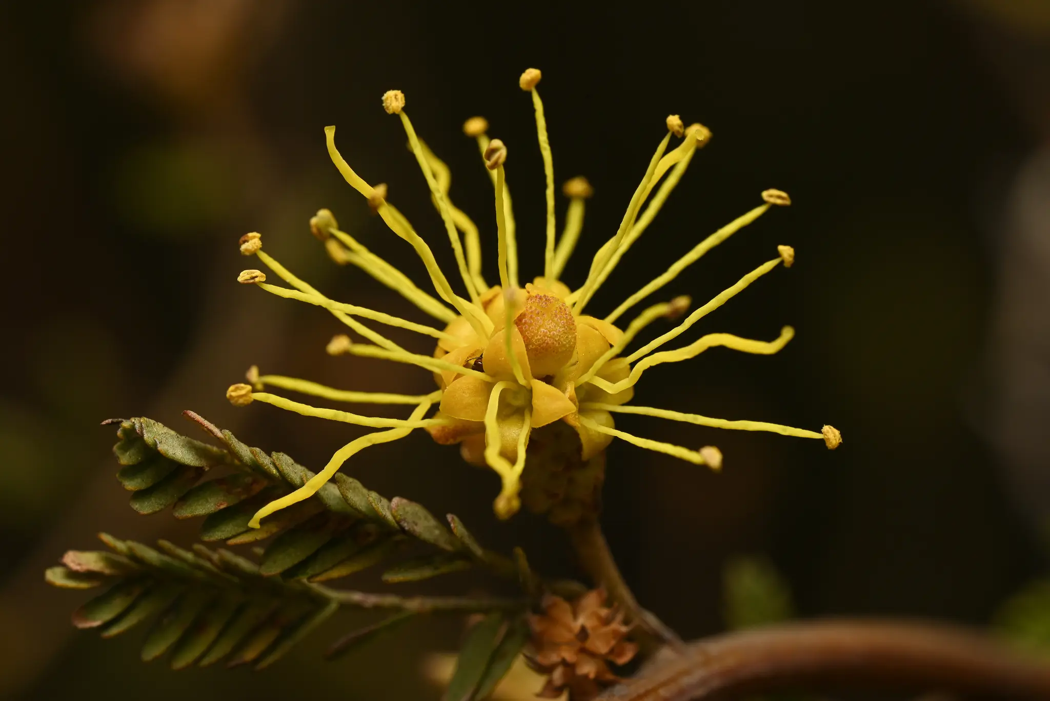 Mimosa berroi Burkart