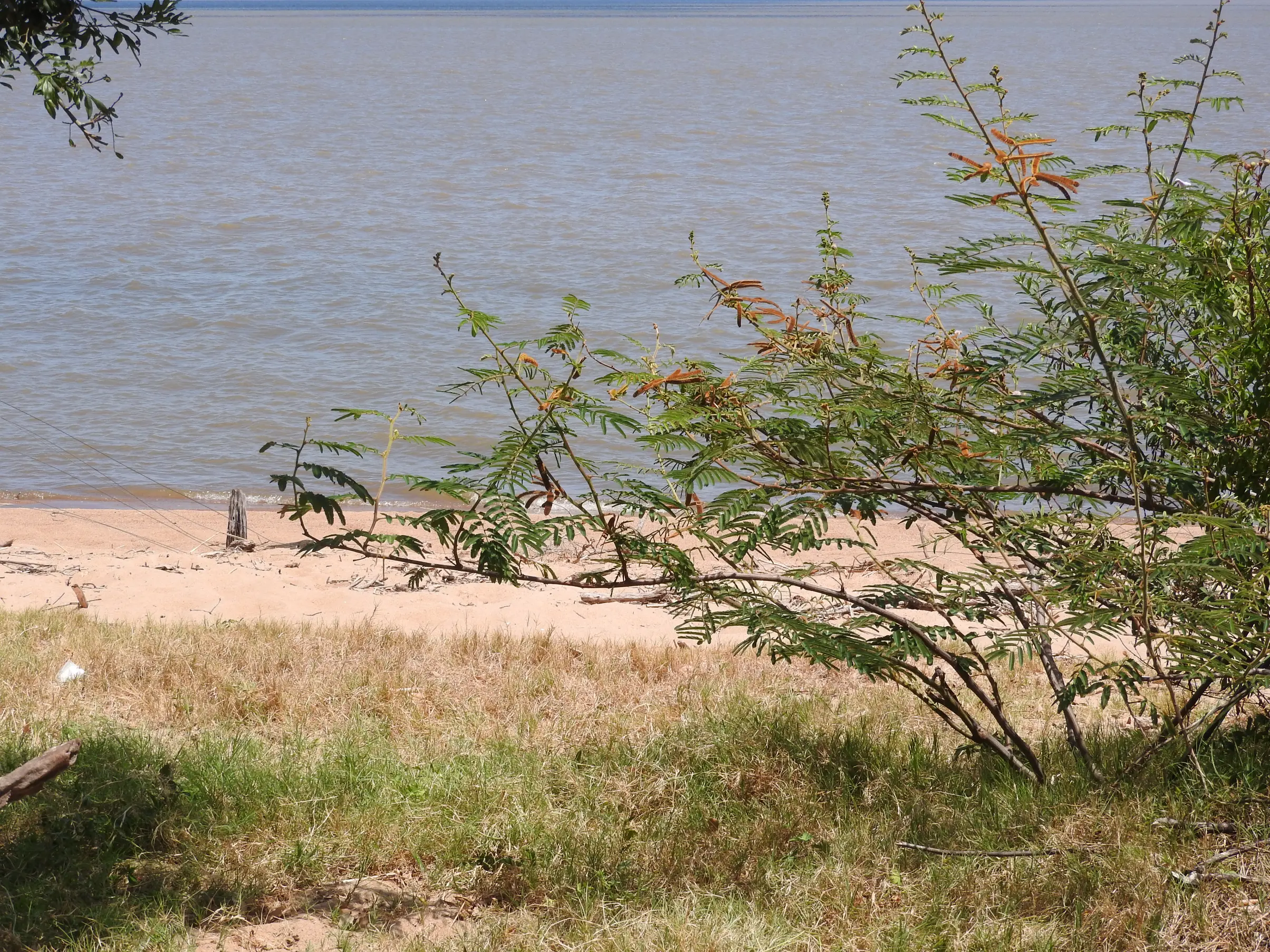 Mimosa pigra L.