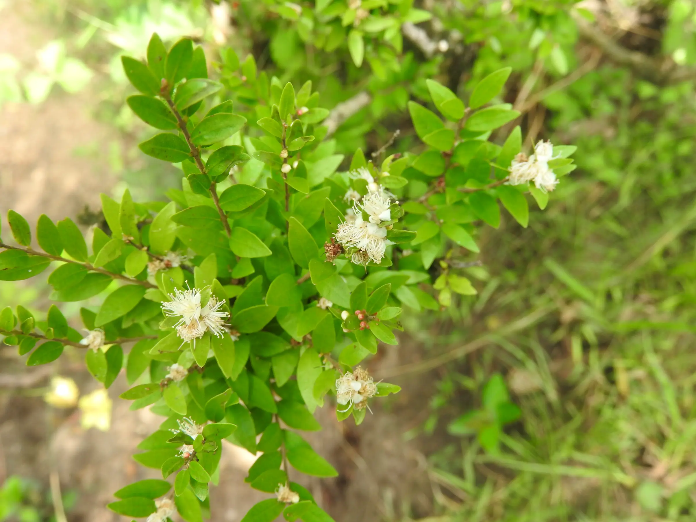 Myrciaria tenella (DC.) O.Berg
