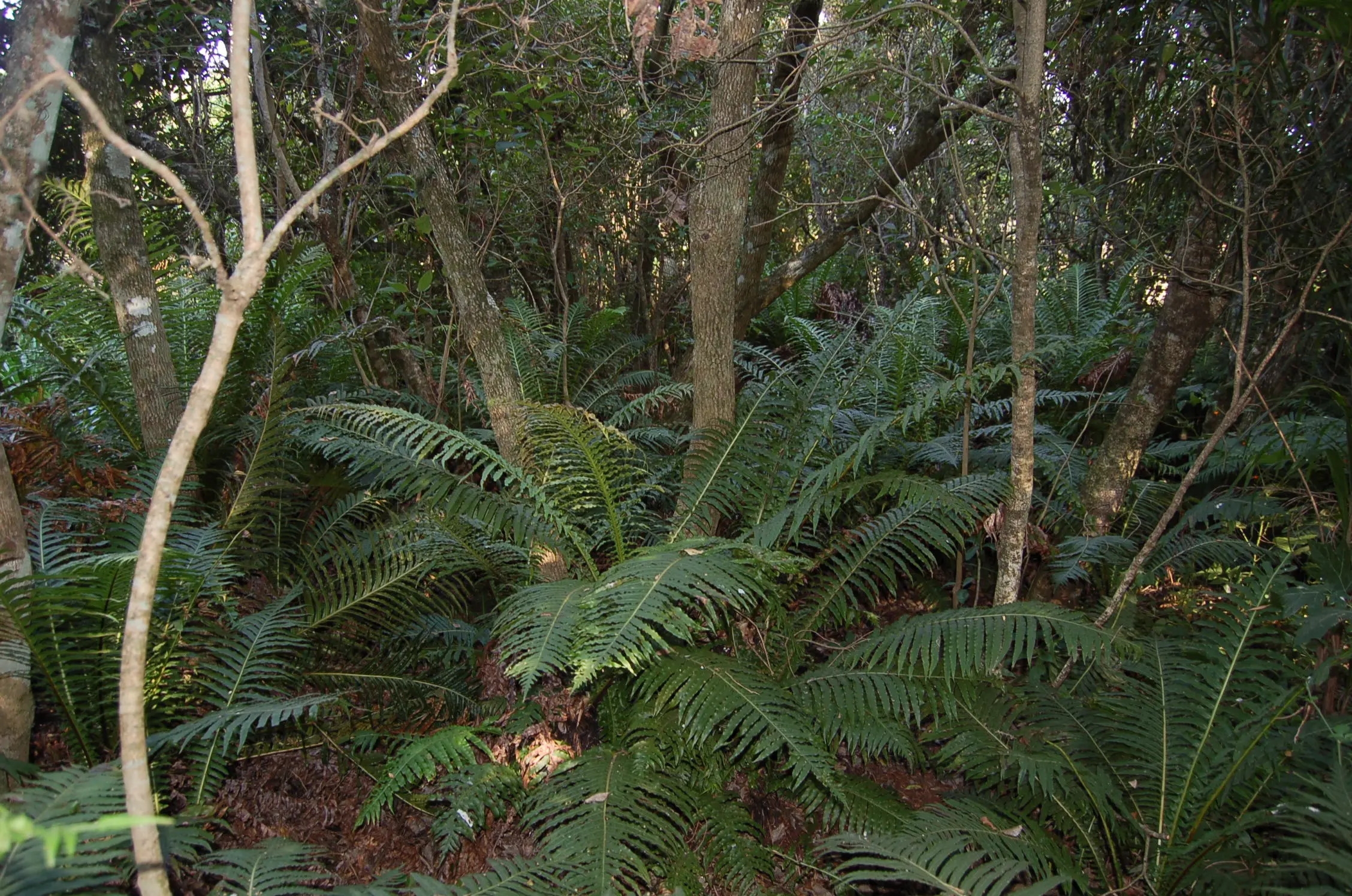 Neoblechnum brasiliense (Desv.) Gasper & V.A.O.Dittrich