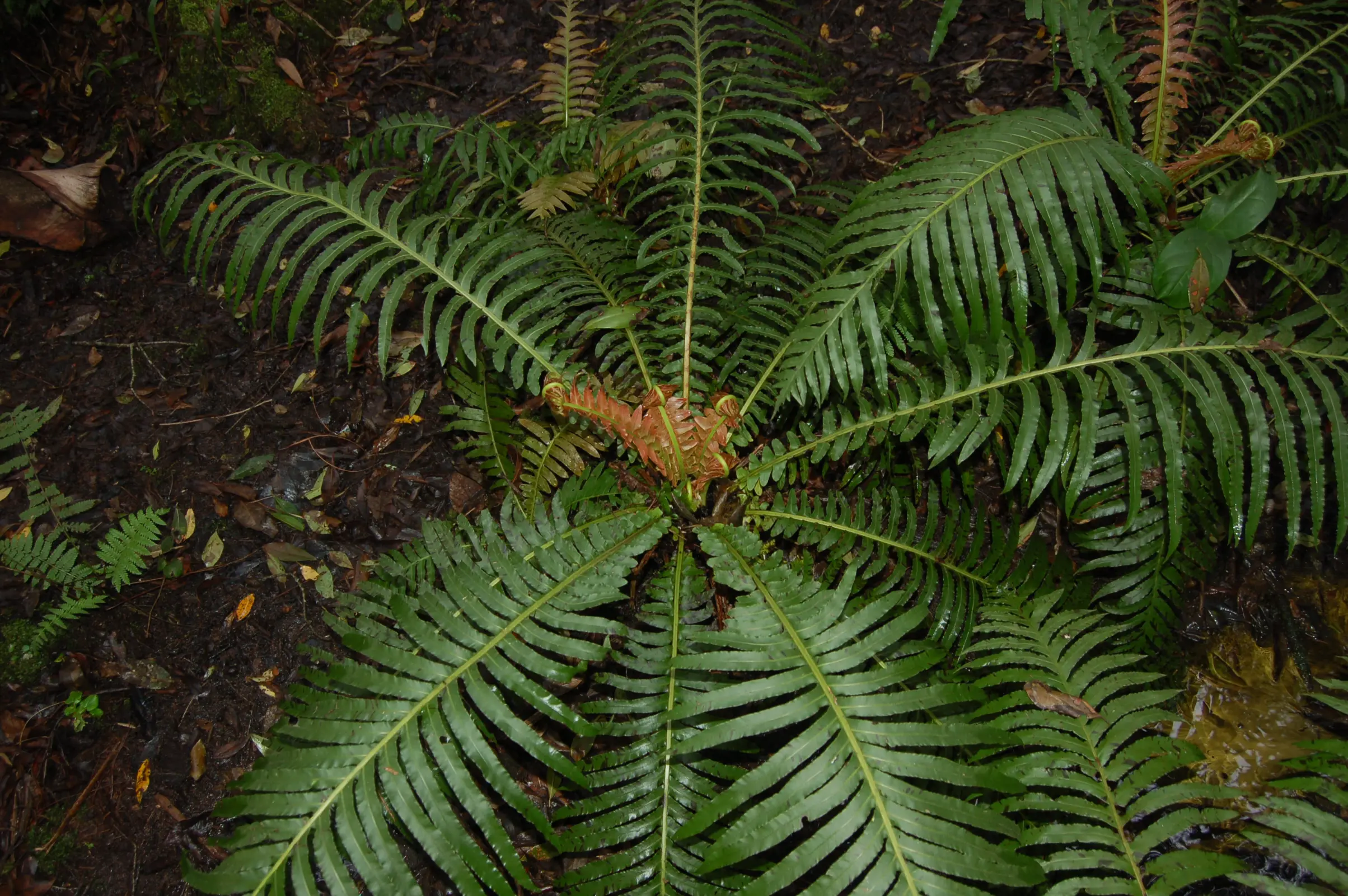Neoblechnum brasiliense (Desv.) Gasper & V.A.O.Dittrich