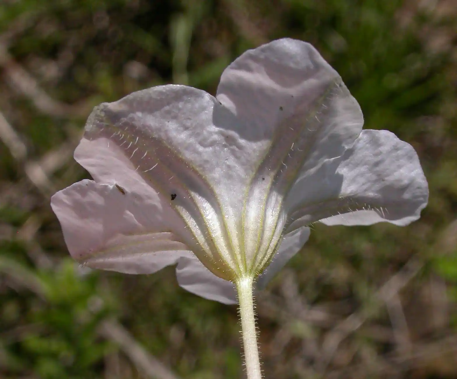 Nierembergia calycina Hook.