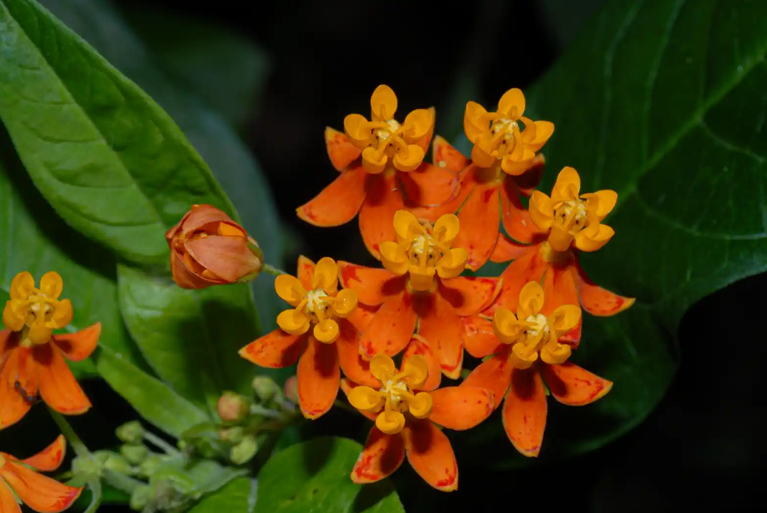 Asclepias curassavica L.