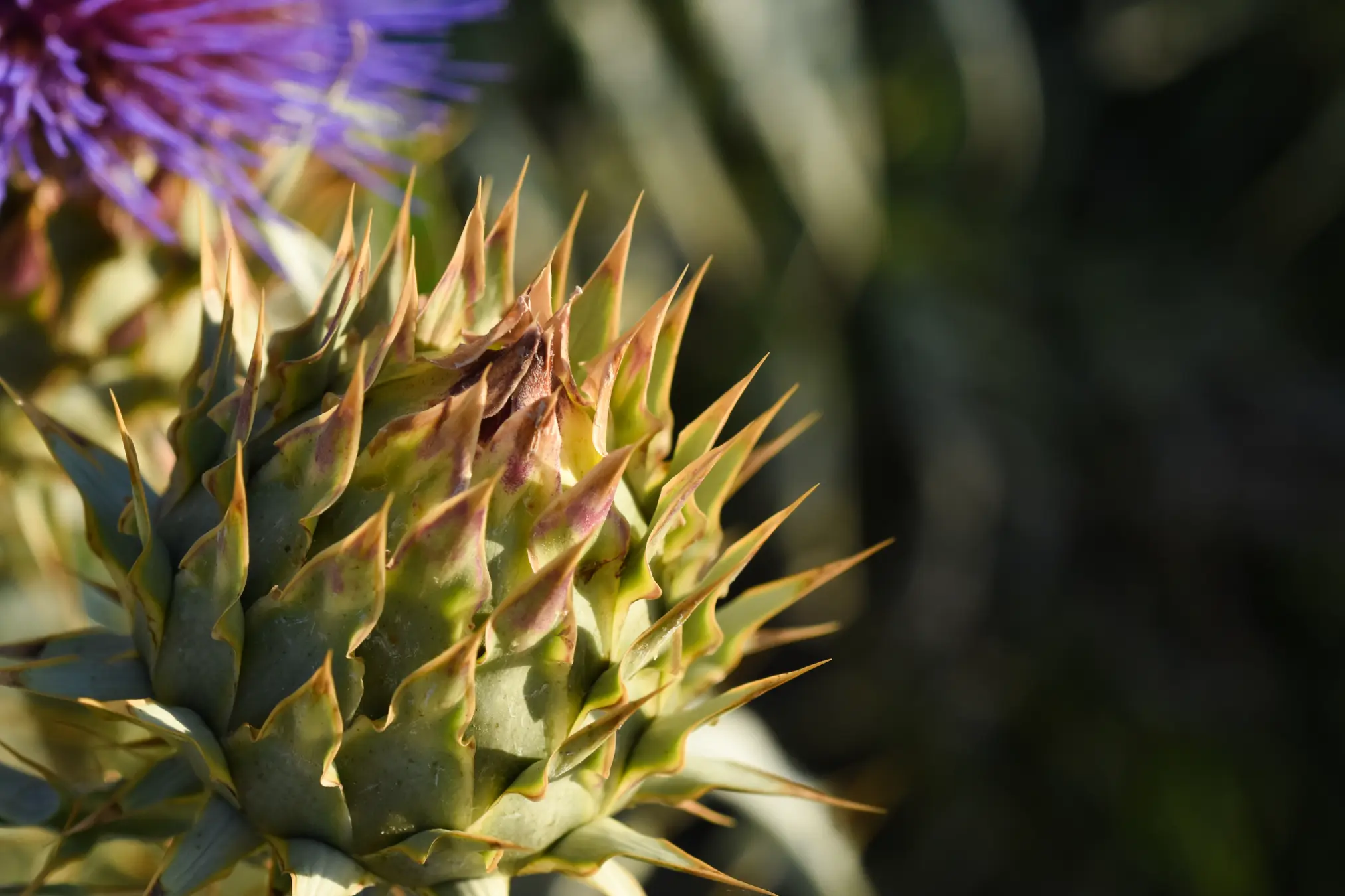 Cynara cardunculus L.