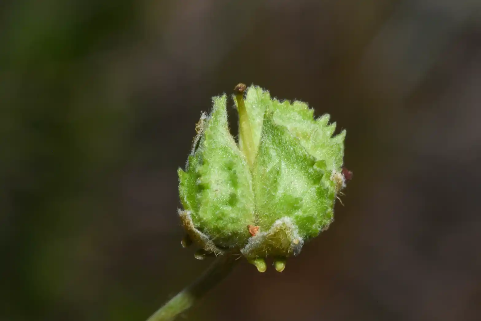 Mamedea pulchella (Griseb.) R.F.Almeida & M.Pell.