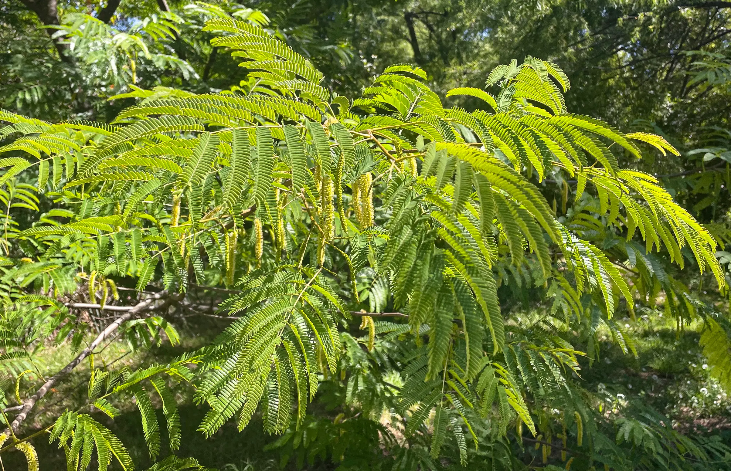 Parapiptadenia rigida (Benth.) Brenan