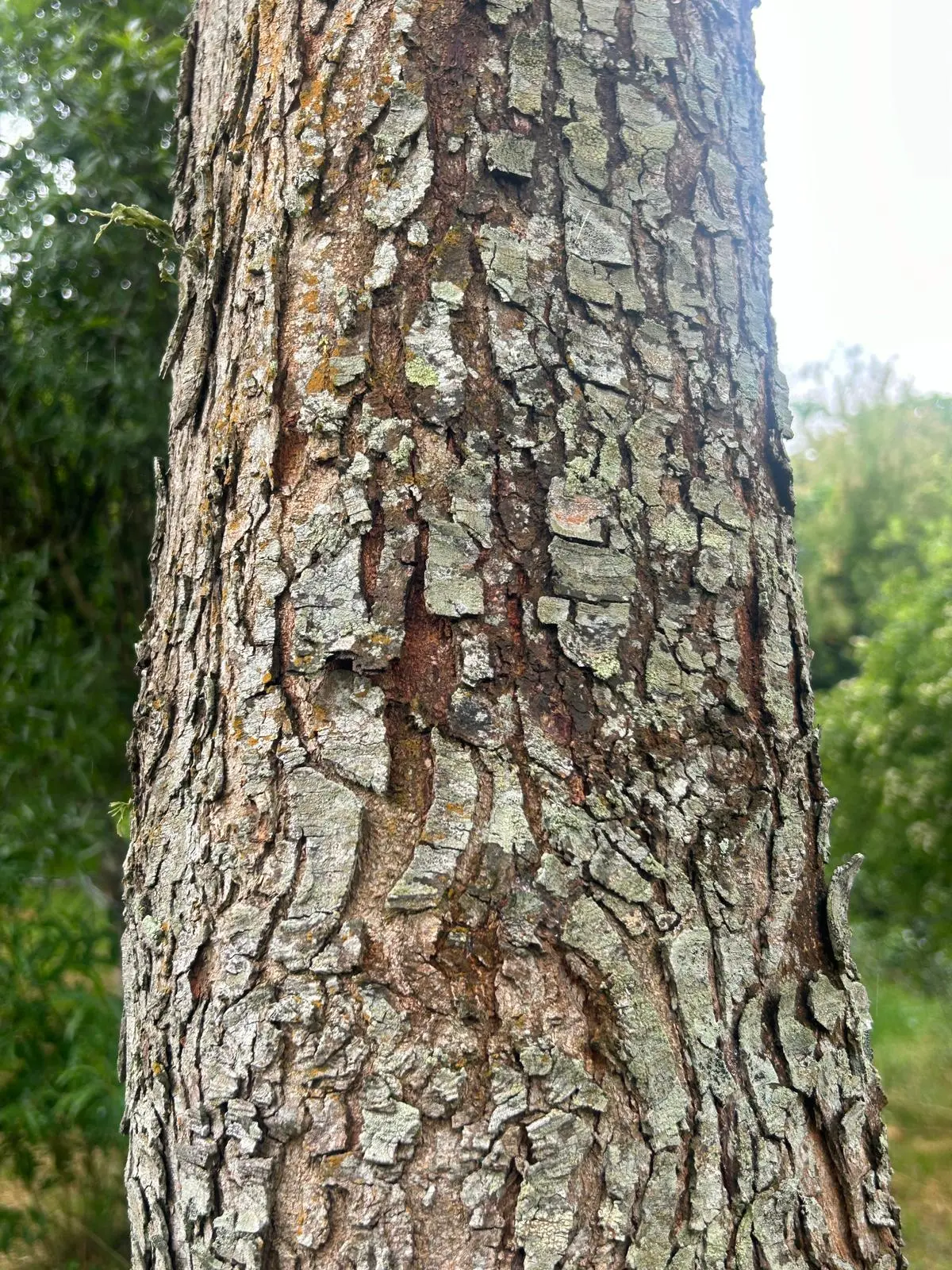 Parapiptadenia rigida (Benth.) Brenan
