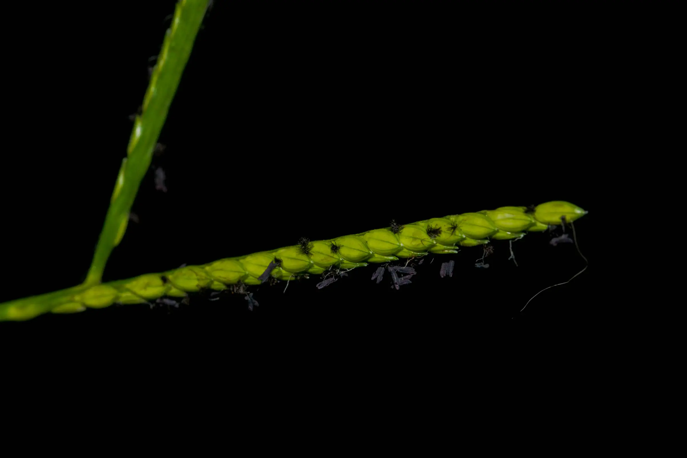 Paspalum distichum L.