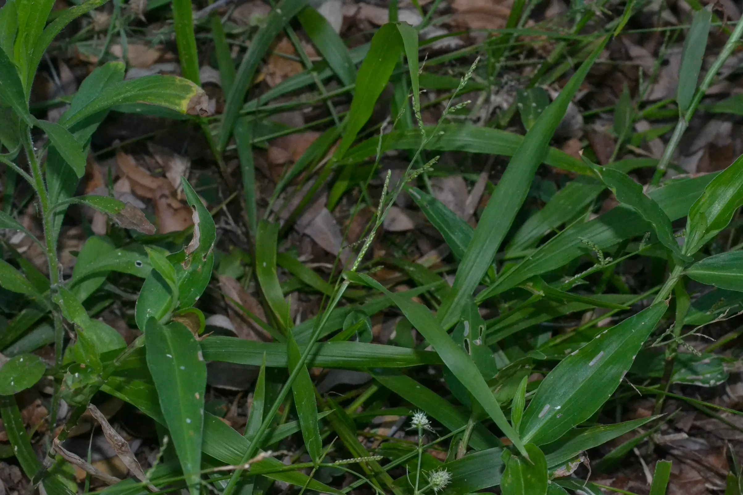 Paspalum inaequivalve Raddi