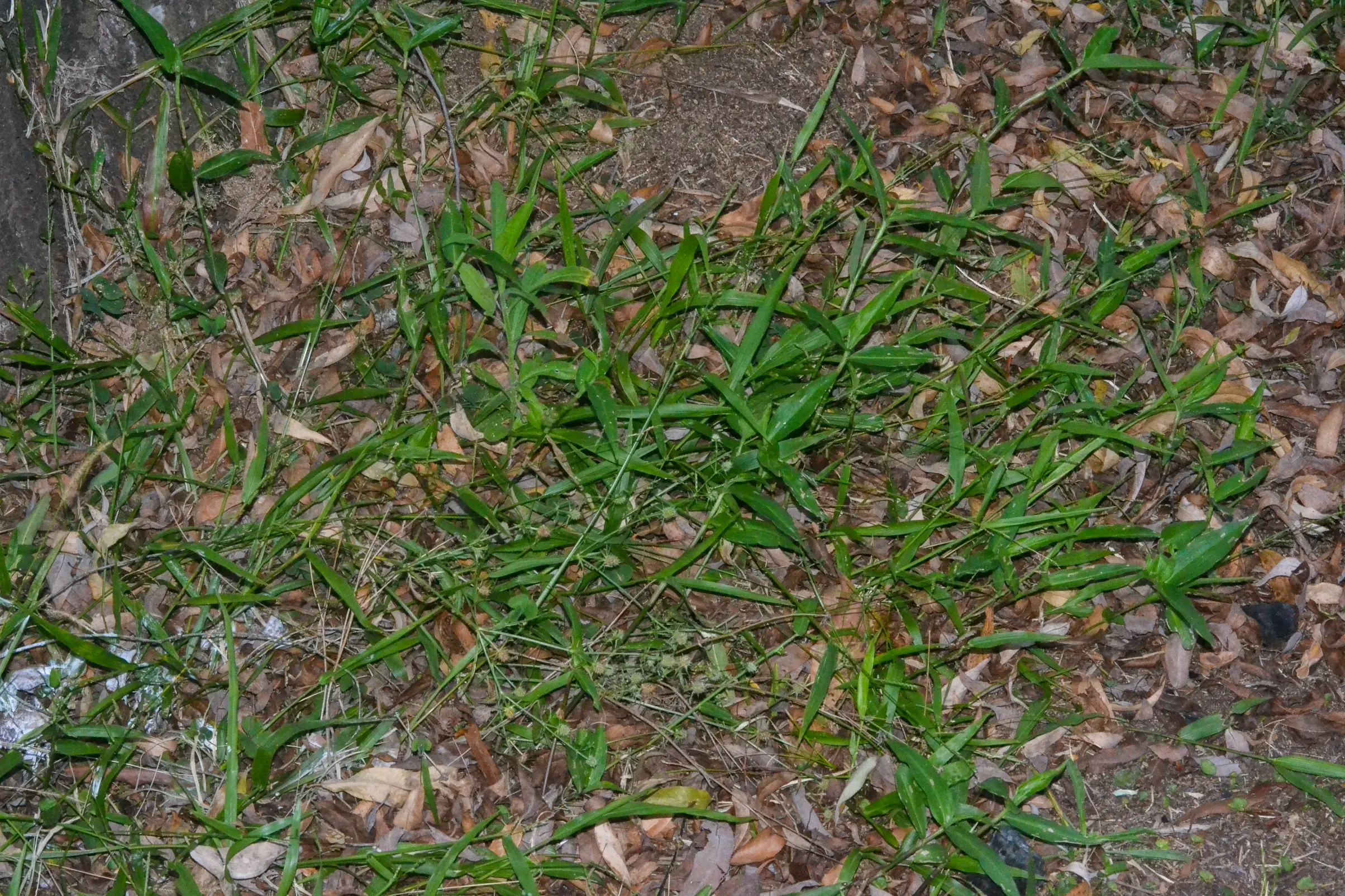 Paspalum inaequivalve Raddi
