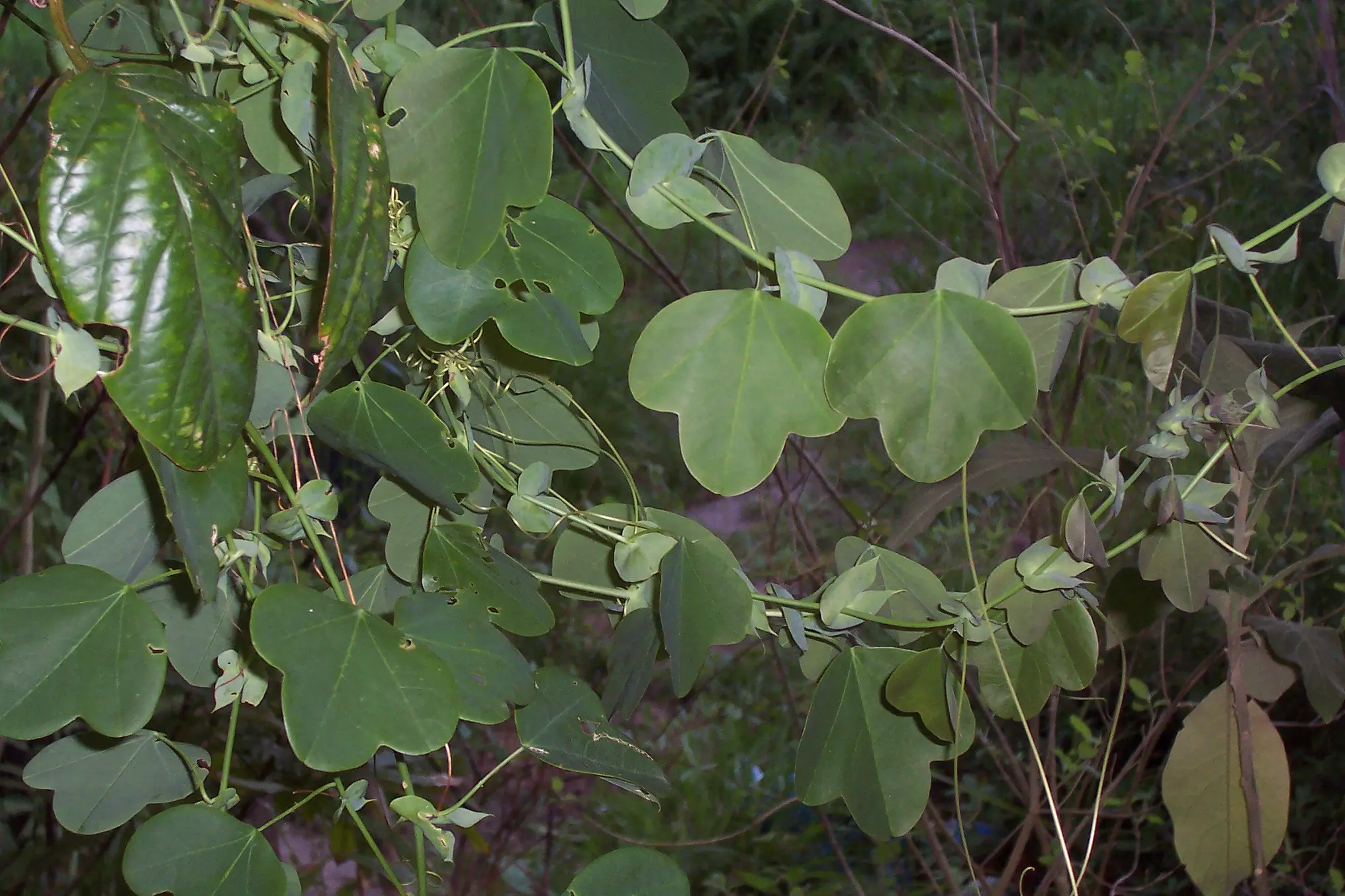 Passiflora elegans Mast.