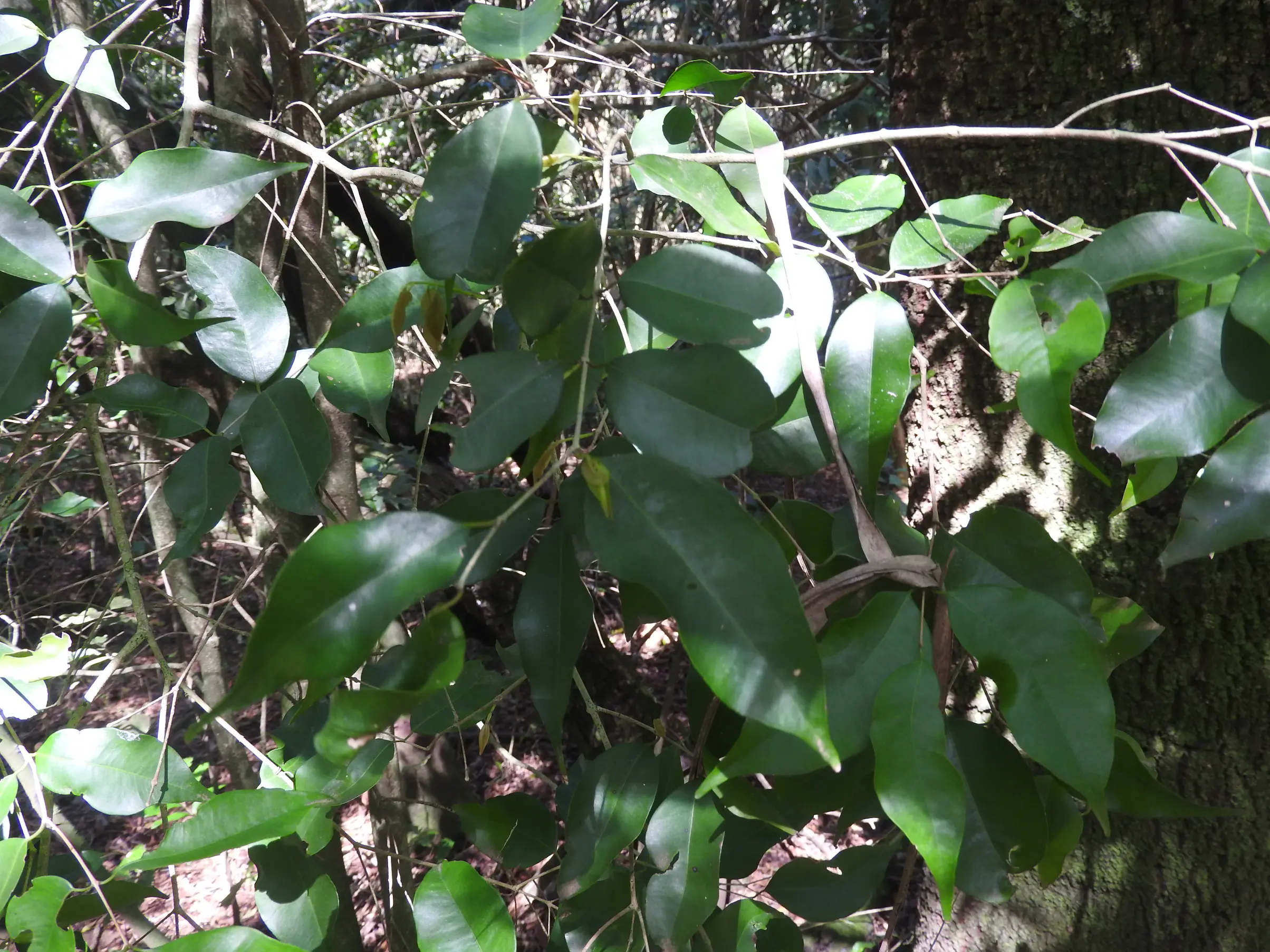Plinia rivularis (Cambess.) Rotman