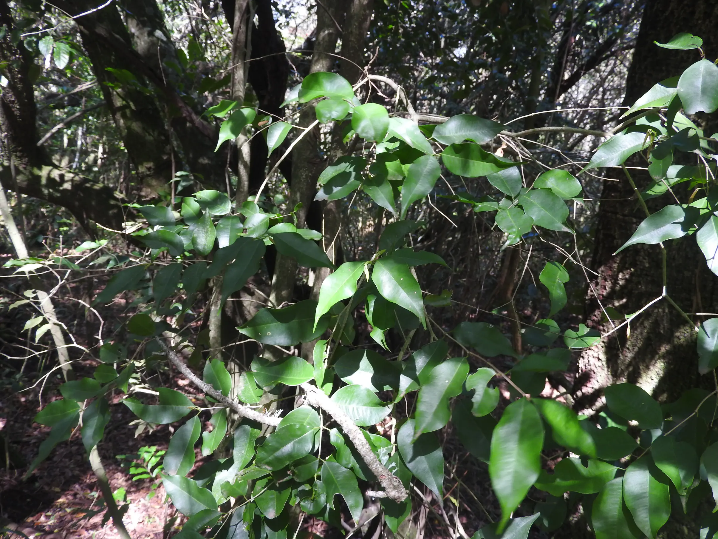 Plinia rivularis (Cambess.) Rotman
