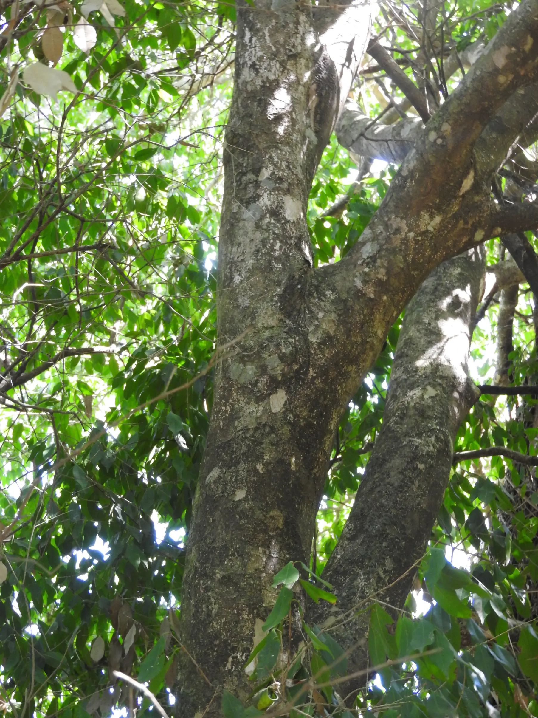Plinia rivularis (Cambess.) Rotman