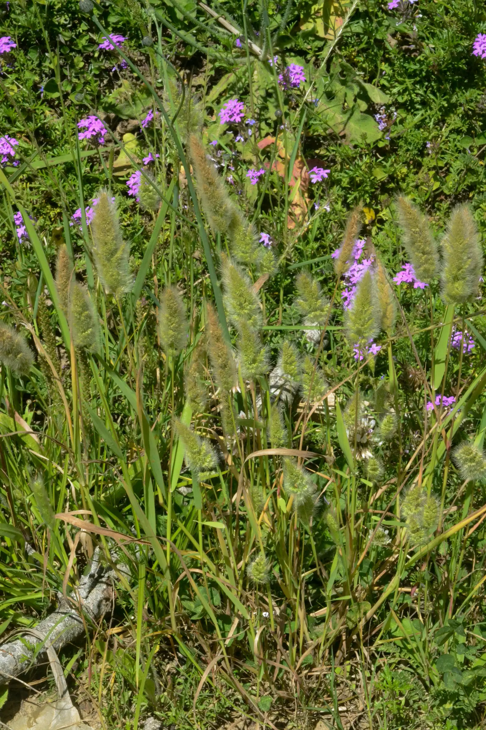 Polypogon monspeliensis (L.) Desf.