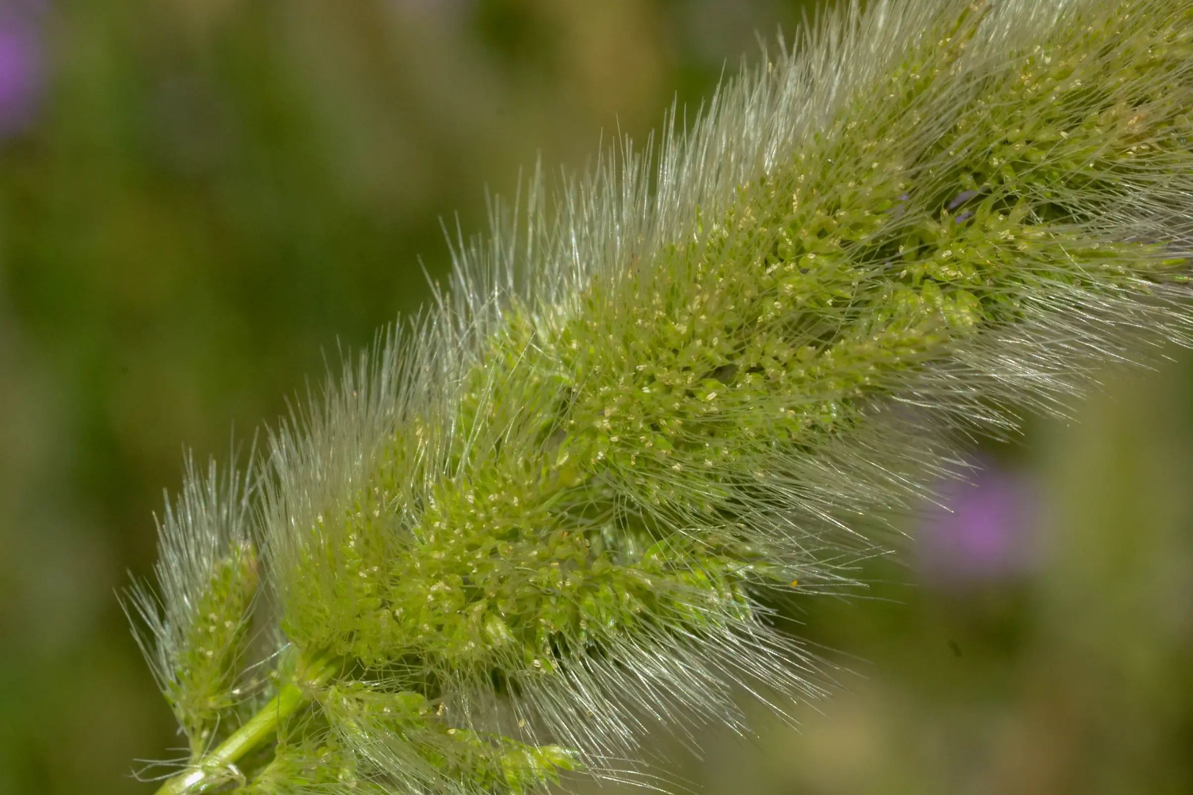 Polypogon monspeliensis (L.) Desf.