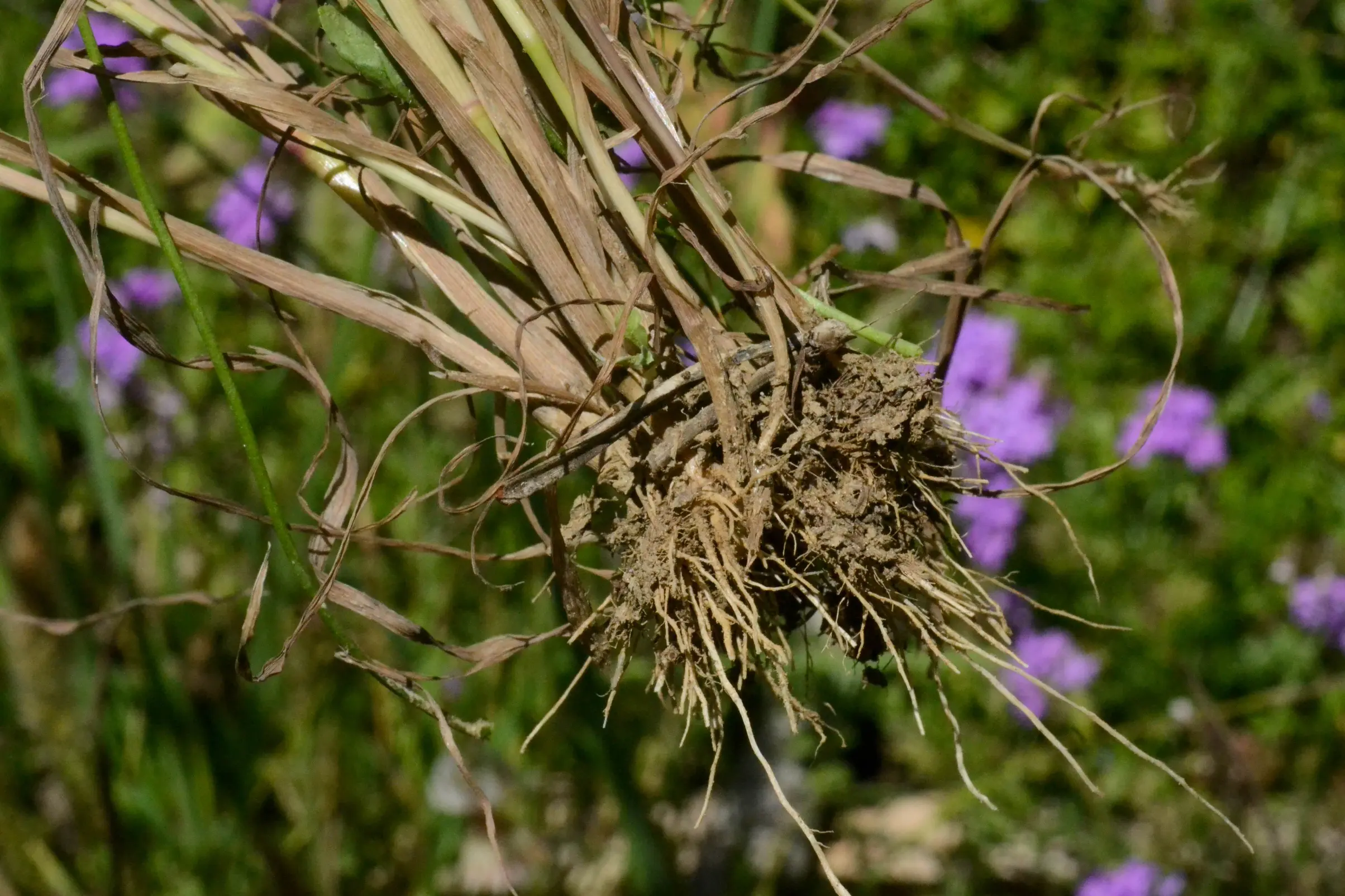 Polypogon monspeliensis (L.) Desf.
