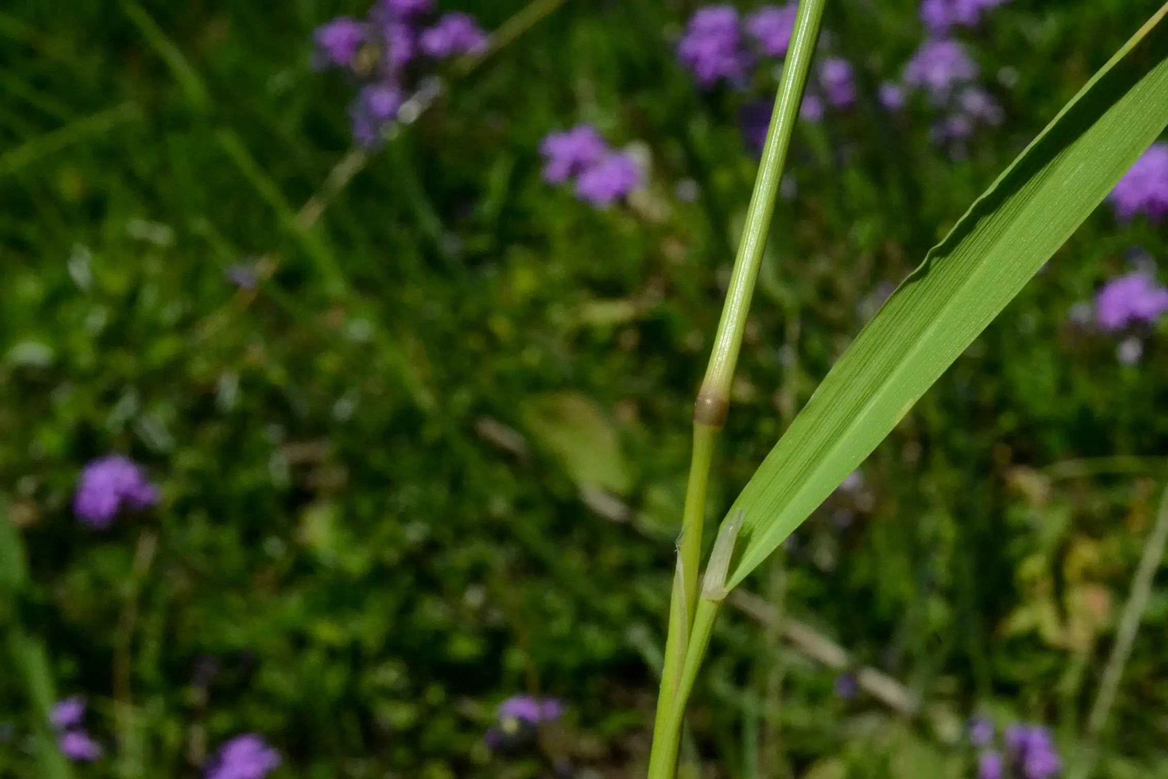 Polypogon monspeliensis (L.) Desf.