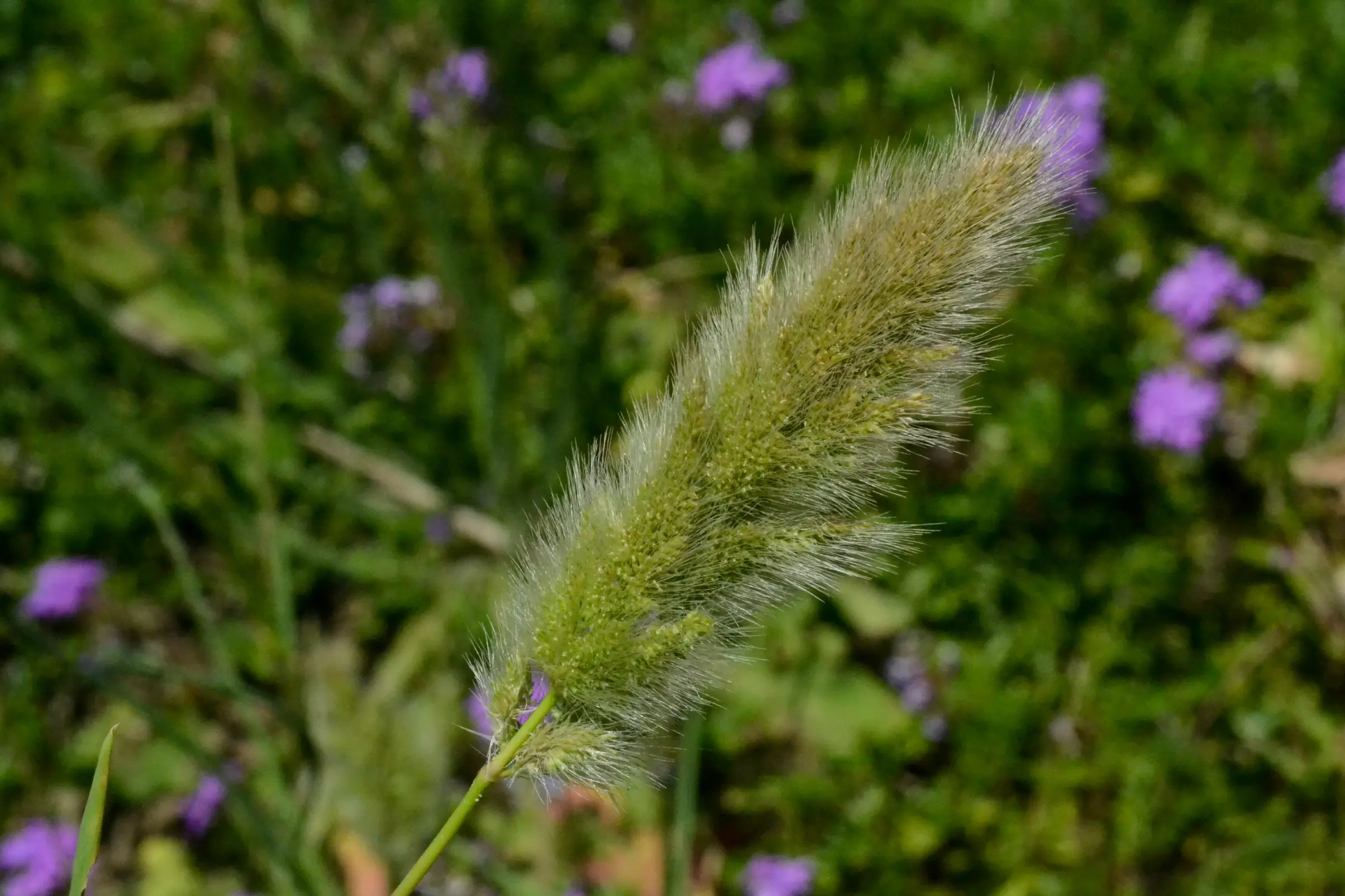 Polypogon monspeliensis (L.) Desf.