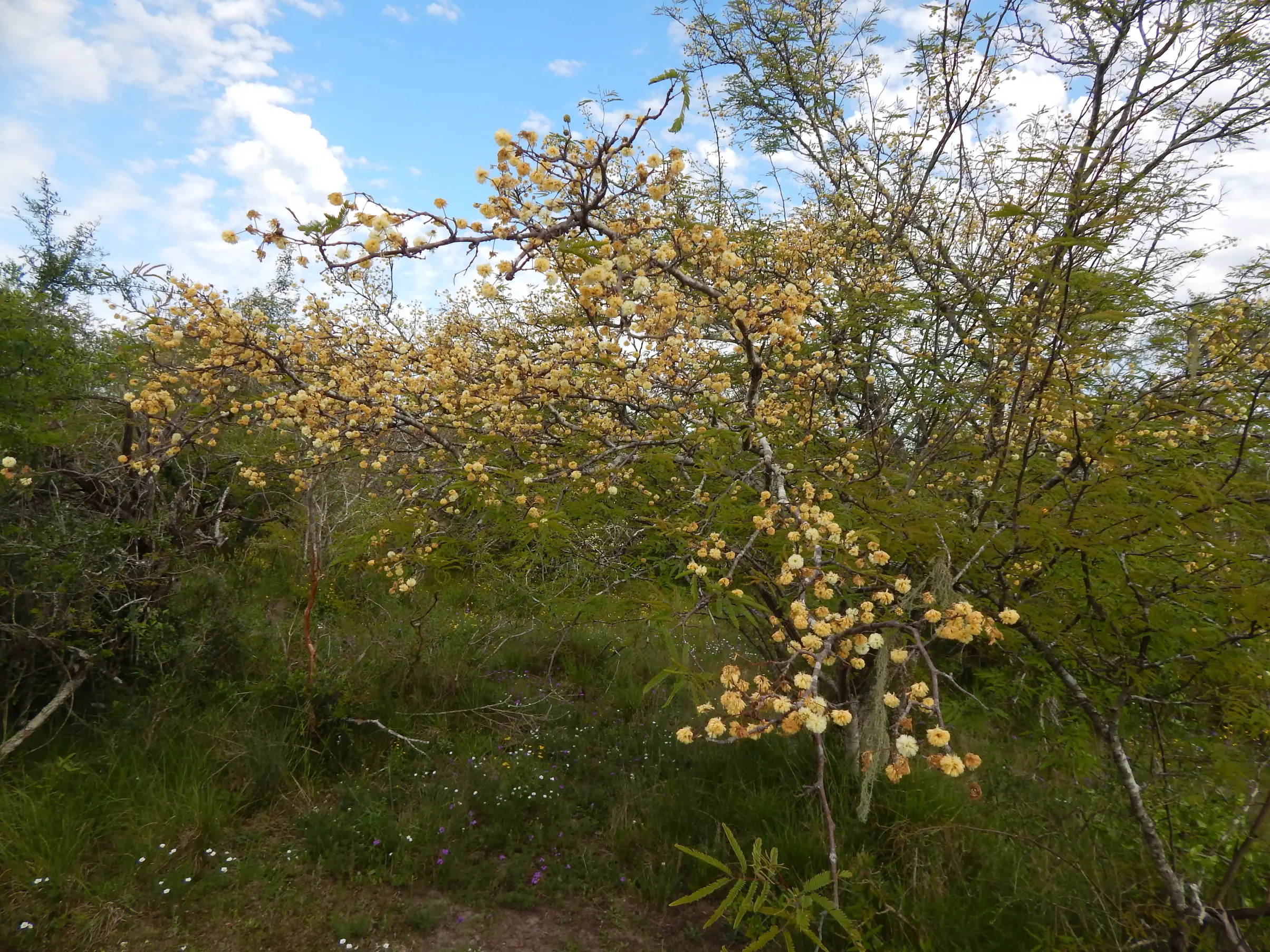 Senegalia praecox (Griseb.) Seigler & Ebinger